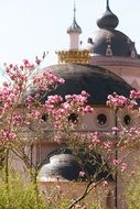 blooming magnolia on the background of the church building