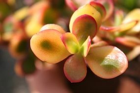 tropical exotic plant