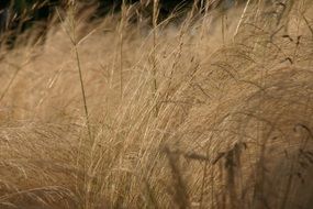 Landscape with the reed