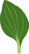 Clip art of the Green Herb leaf at white background