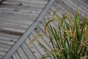 picturesque Golden plant