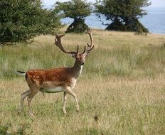 deer with big horns on a pasture in denmark