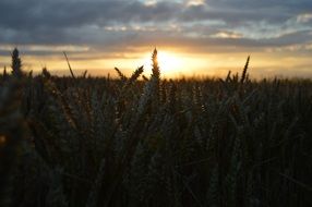 grain field at dusk