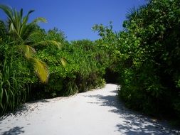 Sand road in a green palm forest