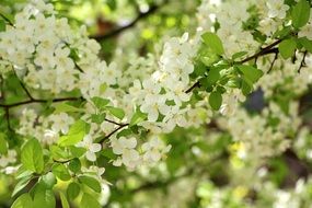 blooming tree with white flowers in the garden