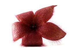 maroon bud stapelia