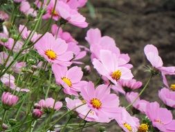Natural Pink flower