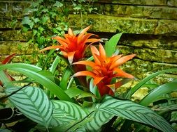 Bromeliad Plant Structure