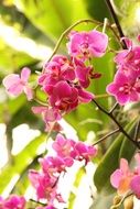 chic Orchid Flower