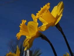 daffodils in springtime