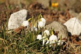 snowdrops among grass and stones