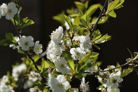 cherry tree branches with white flowers