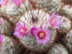 Tropical cactus plants