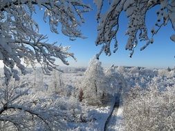 gorgeous Winter Trees