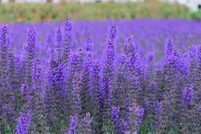 Purple Flower Park