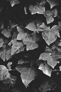 Black and white photo of the plants in autumn