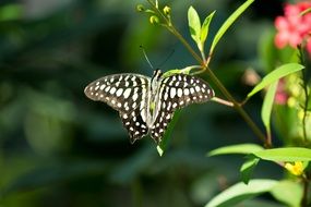 black and white butterfly in a sunny park