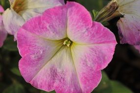 nice Petunia Flowers