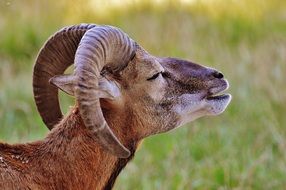 goat with big horns in a wildlife park