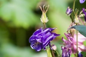 purple columbine blossom