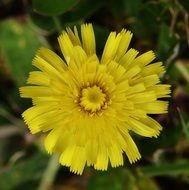yellow flower in the garden close-up