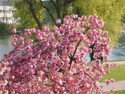 cherry tree in the park