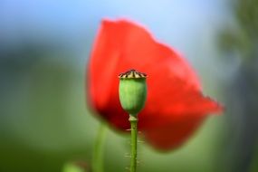 red poppy seeds on stalk