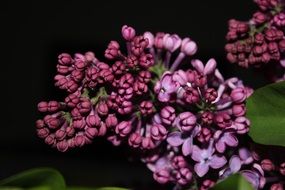branches of lilac on a black background