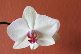 Tropical white Orchid blossom