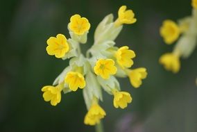 primrose, Yellow wildflowers