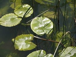 green leaves of a water lily on a lake