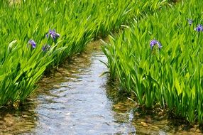 landscape of Beautiful water and flowers in the grass in spring