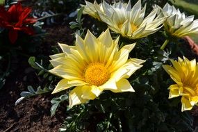 yellow and red flowers in the flowerbed