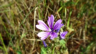 purple wild flower petals