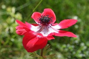 flower with red-white petals in nature