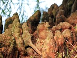 swamp tree roots