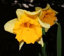 yellow narcissus flowers