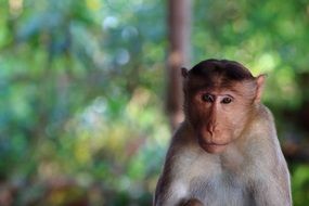 incredibly delicious Monkey Face
