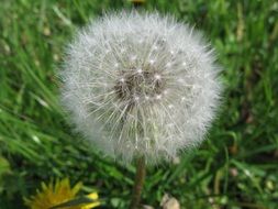 closeup photo of incomparable Dandelion plant