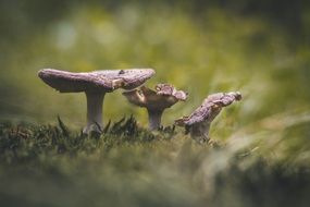 three old Mushrooms on lawn