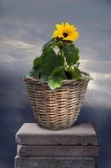 decorative sunflower in a wicker pot