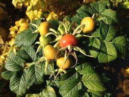 unripe rosehips on a branch