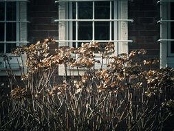 Flowers in the garden near the windows