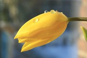 Waterdrops on a Tulips Flower