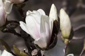 branch of white magnolia close up