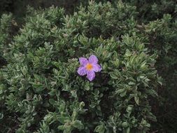 stone rose among shrubs