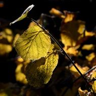yellow hazel leaves on a branch