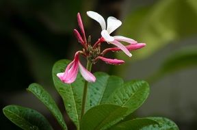 Pink White plumeria flower tropical nature