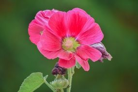 Pink mallow Flower at green background