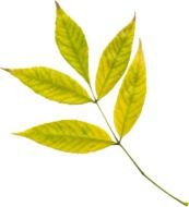 Autumn Leaves of ash at white